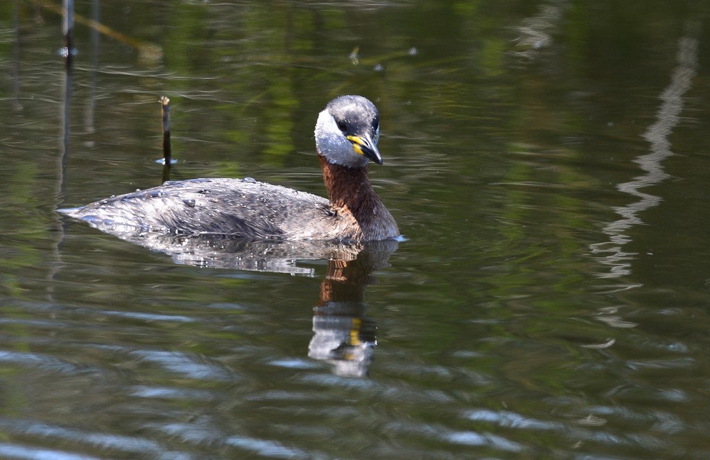 Kızılboyunlu batağan