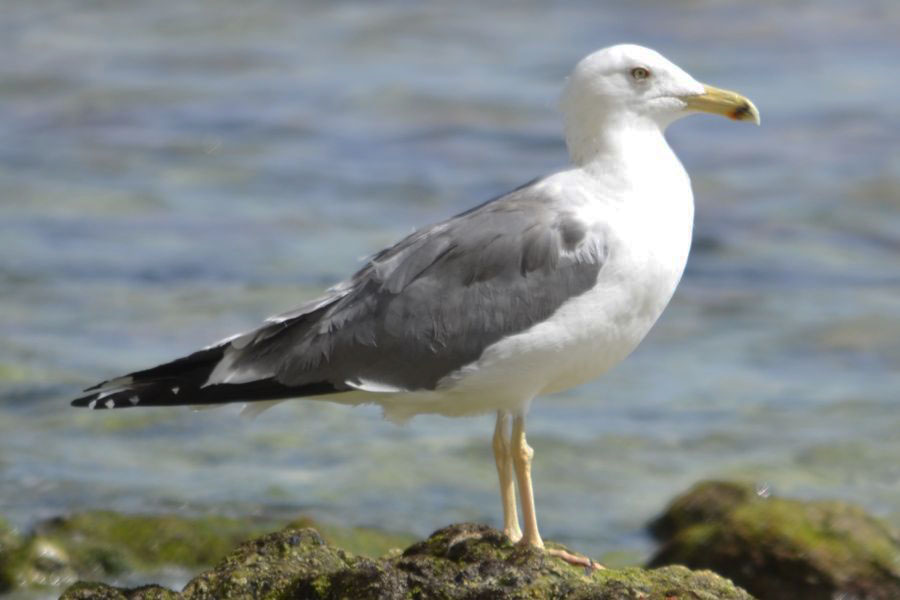 Büyük karasırtlı martı