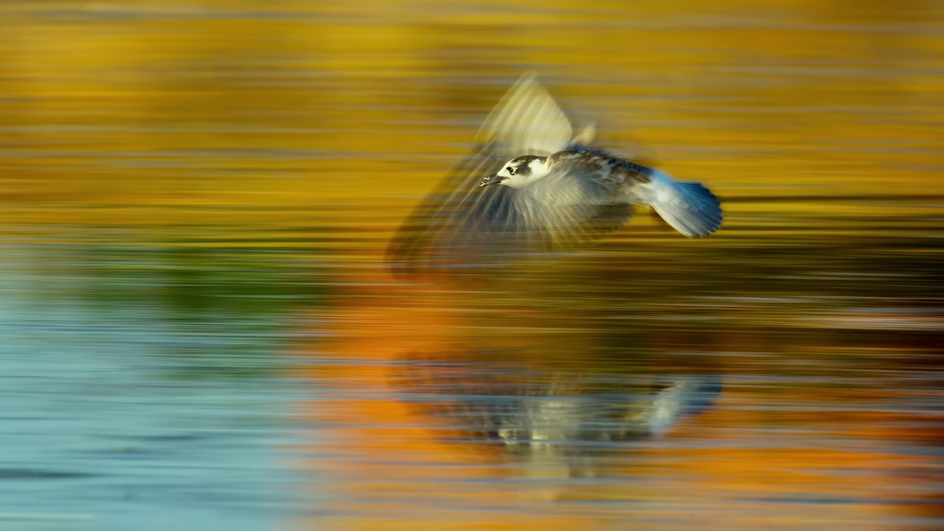 Akkanatlı sumru » White-winged Tern » Chlidonias leucopterus
