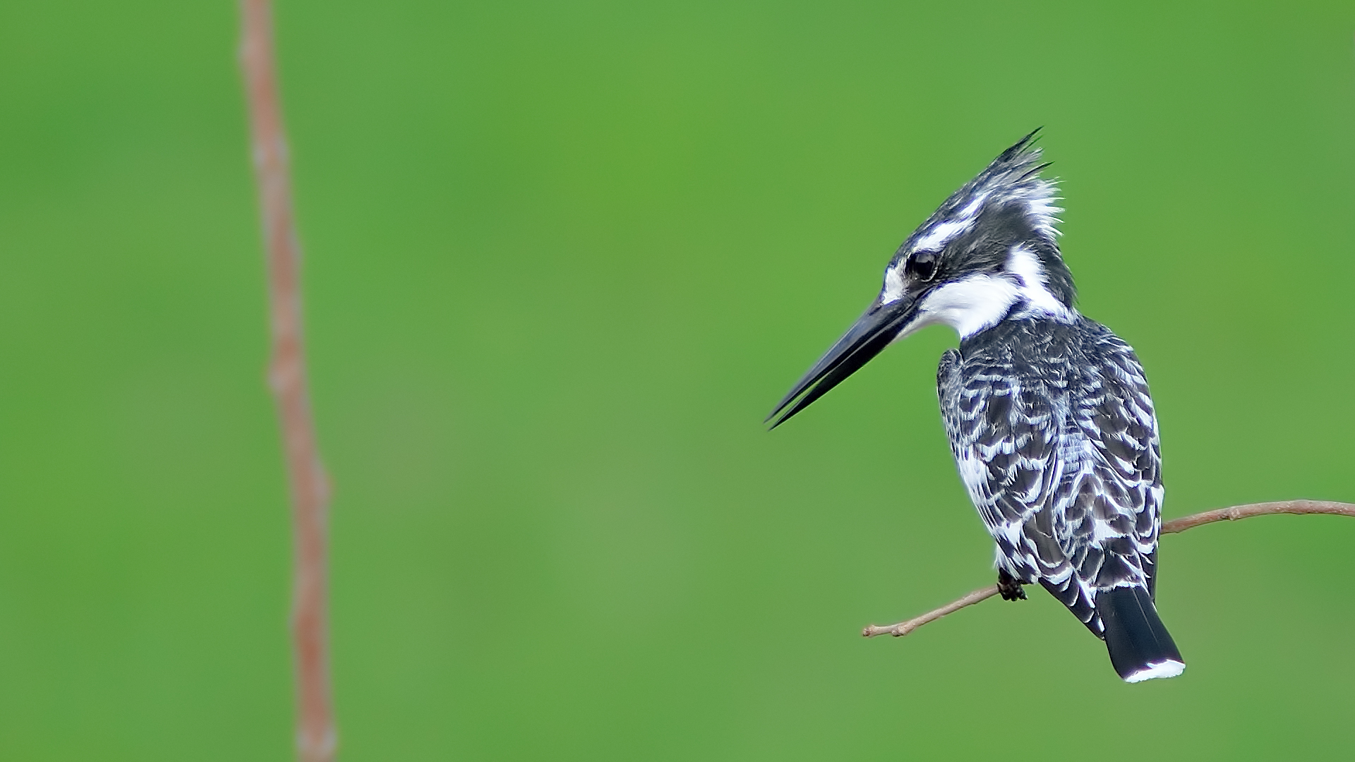 Alaca yalıçapkını