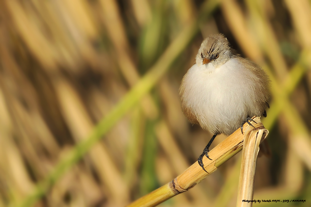 Bıyıklı baştankara