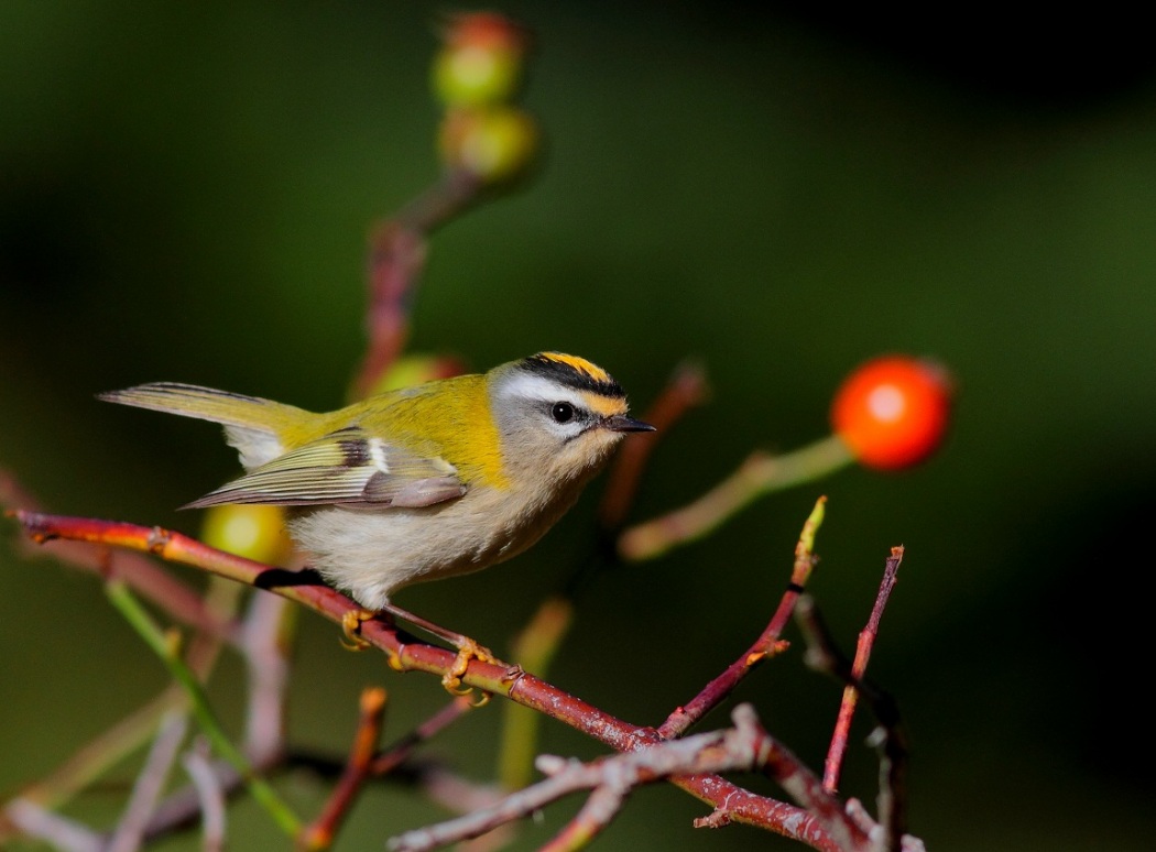 Sürmeli çalıkuşu