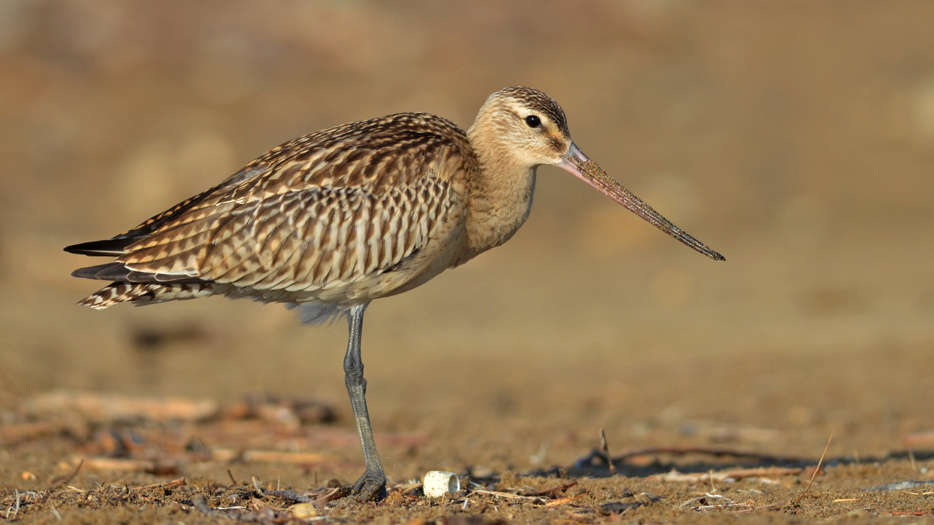 Kıyı çamurçulluğu » Bar-tailed Godwit » Limosa lapponica