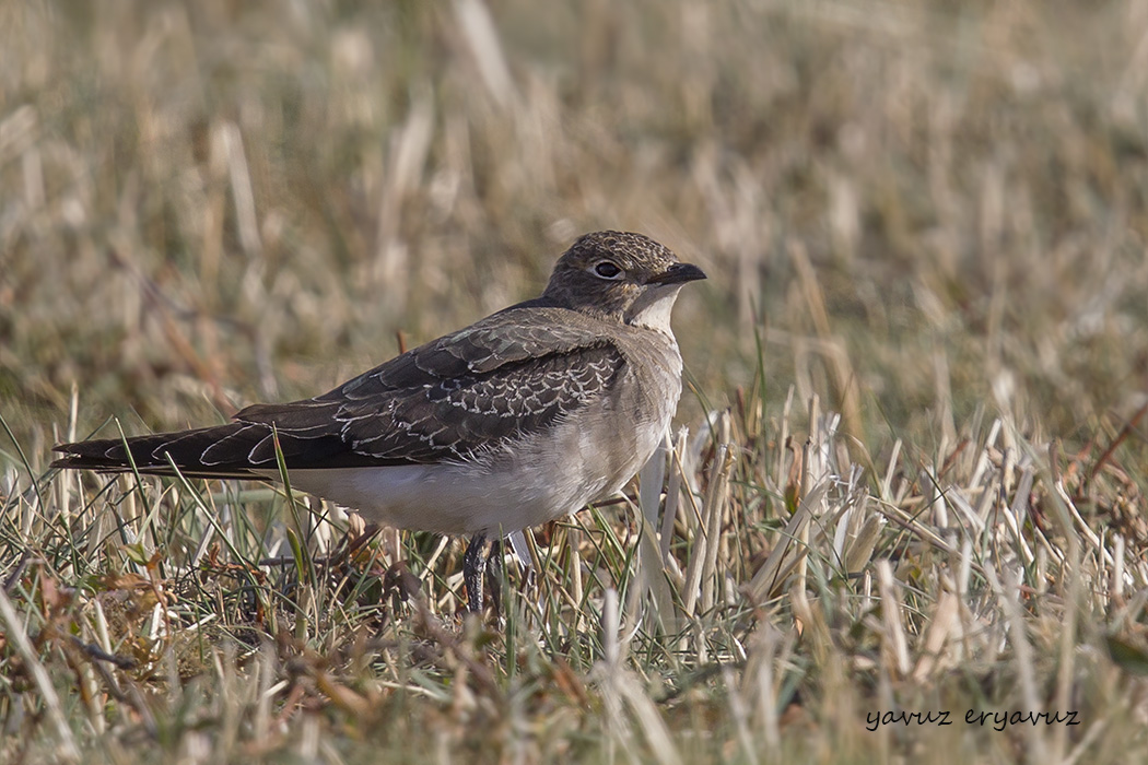 Karakanatlı bataklıkkırlangıcı