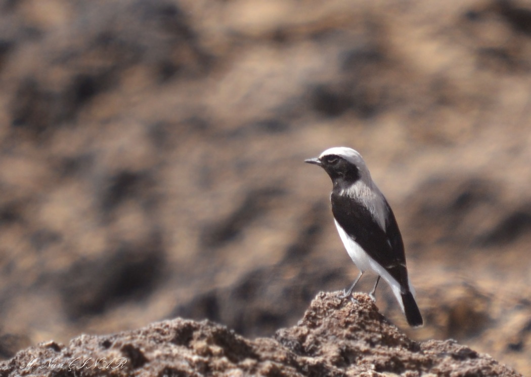 Aksırtlı kuyrukkakan
