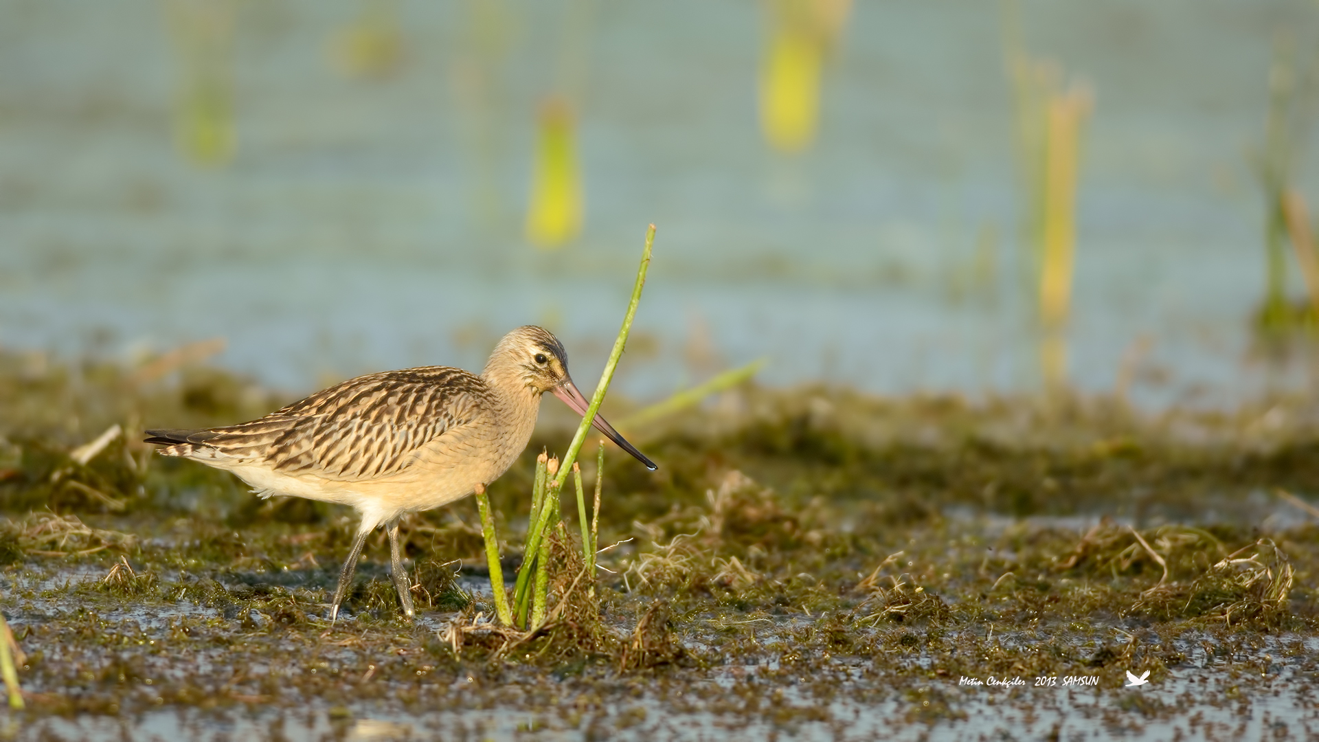 Kıyı çamurçulluğu