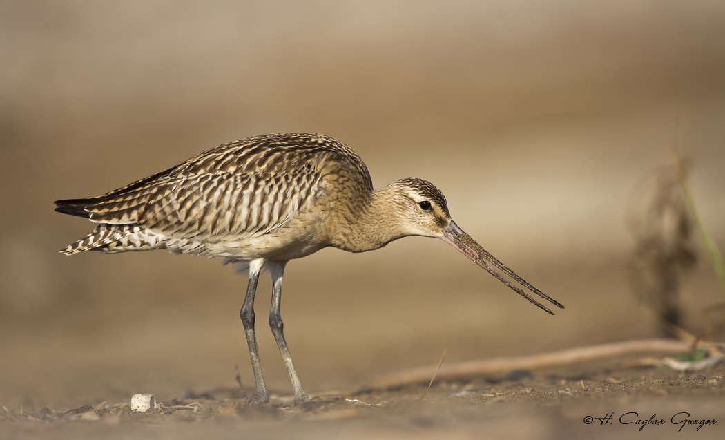 Kıyı çamurçulluğu