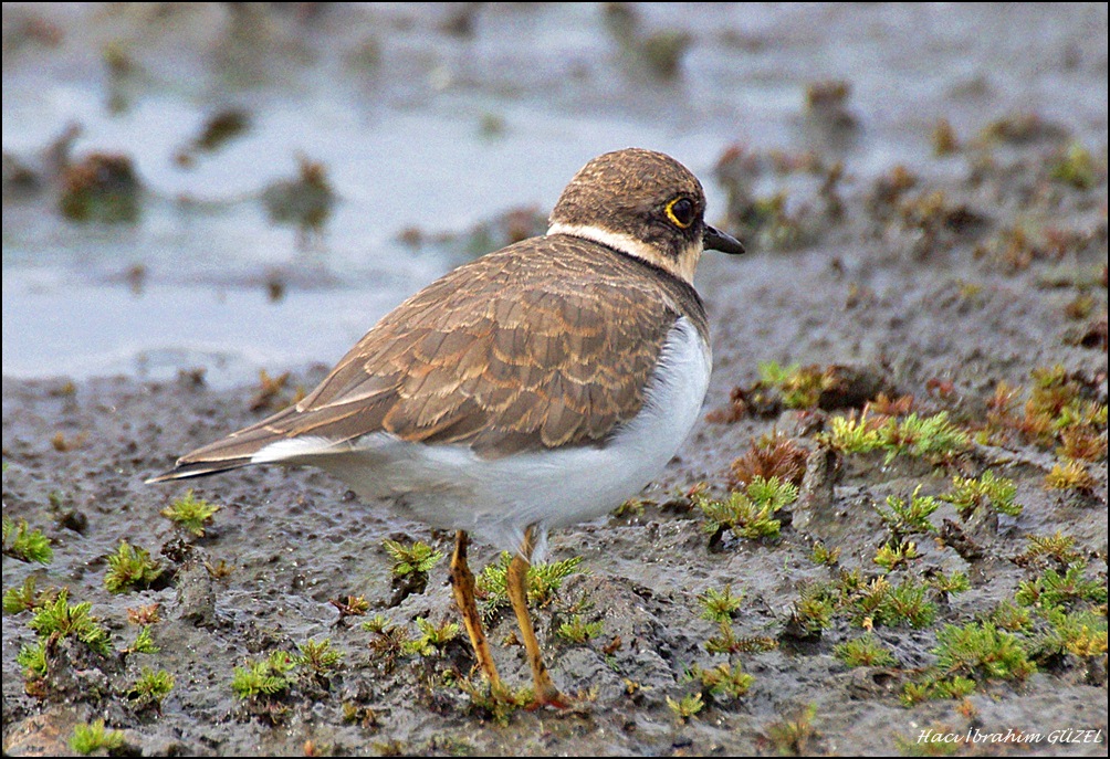 Halkalı küçük cılıbıt