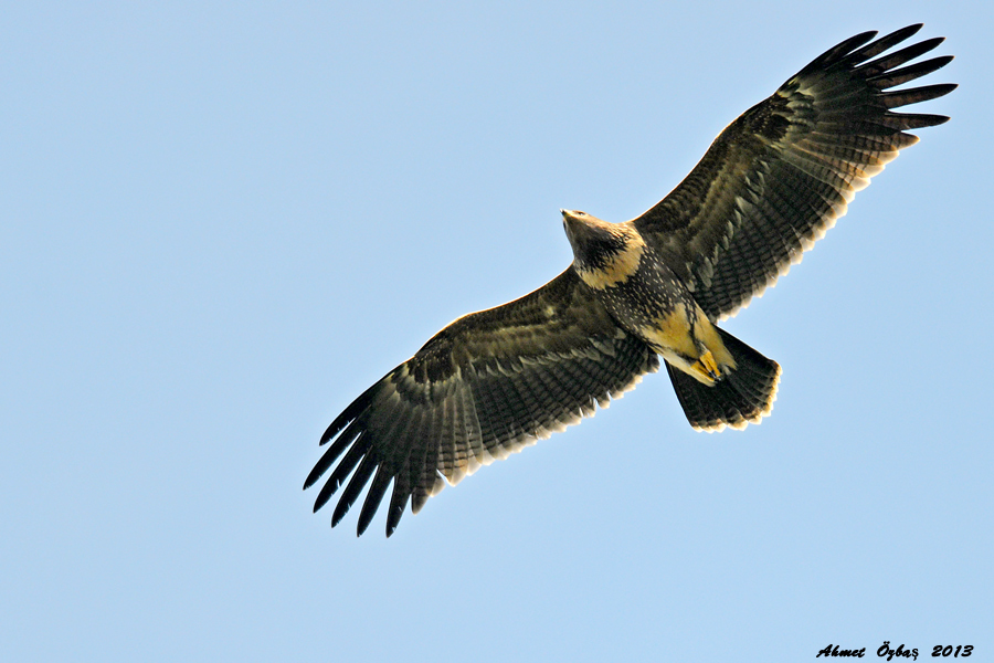 Küçük orman kartalı