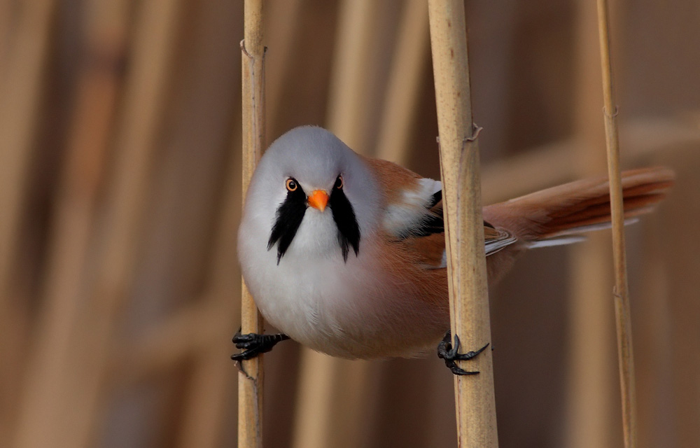Bıyıklı baştankara
