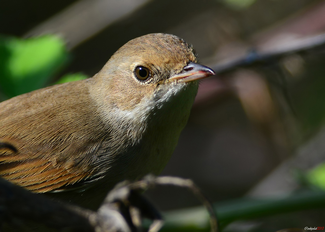 Akgerdanlı ötleğen