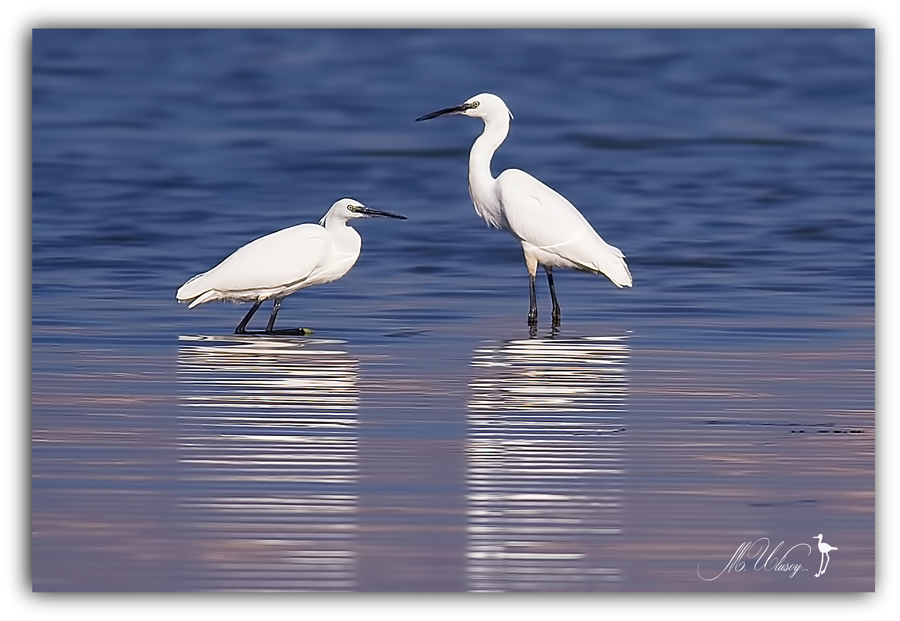 Küçük ak balıkçıl
