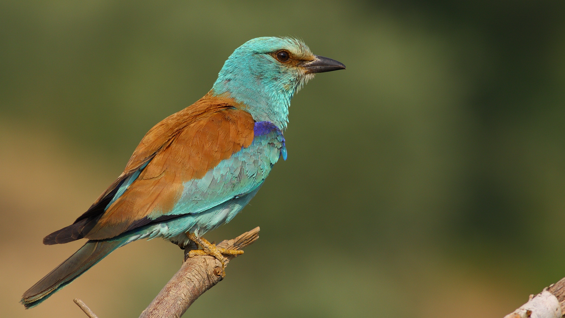 Gökkuzgun » European Roller » Coracias garrulus