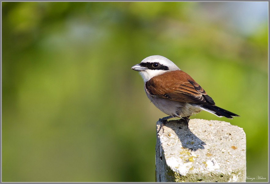 Kızılsırtlı örümcekkuşu