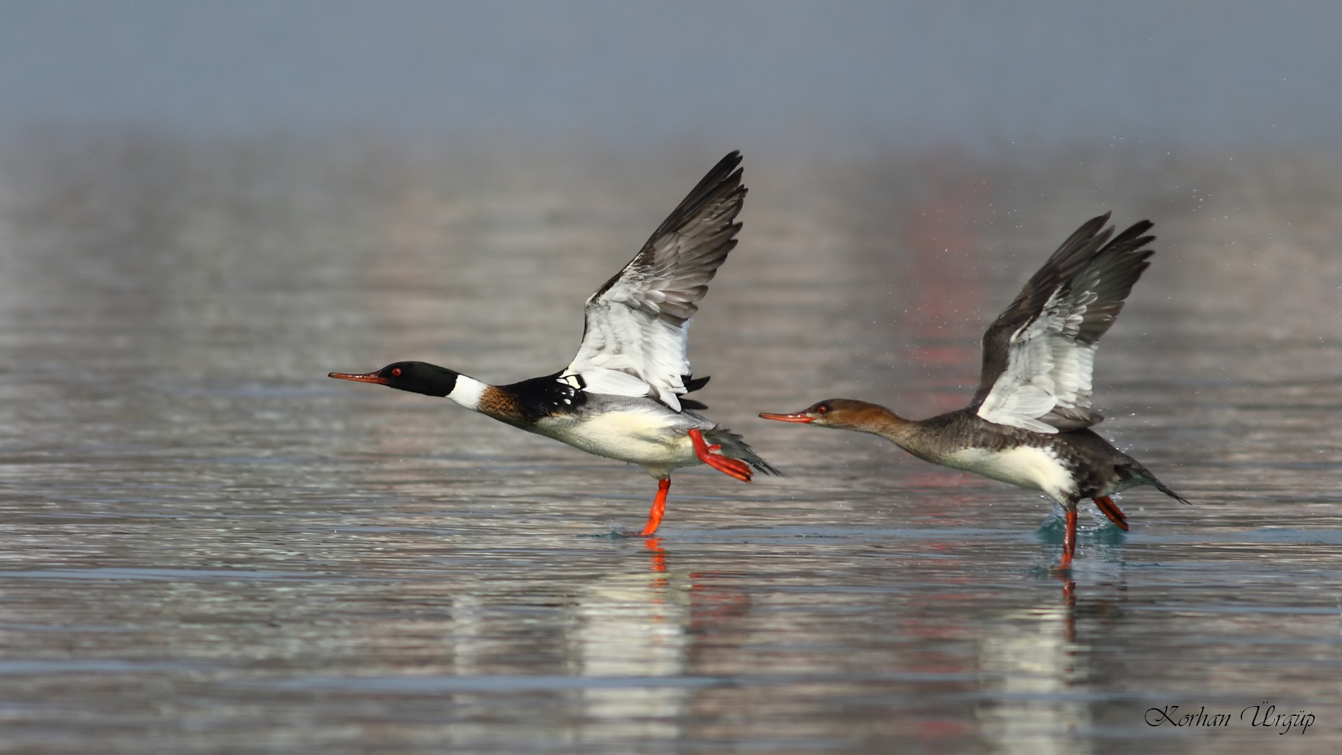 Tarakdiş » Red-breasted Merganser » Mergus serrator