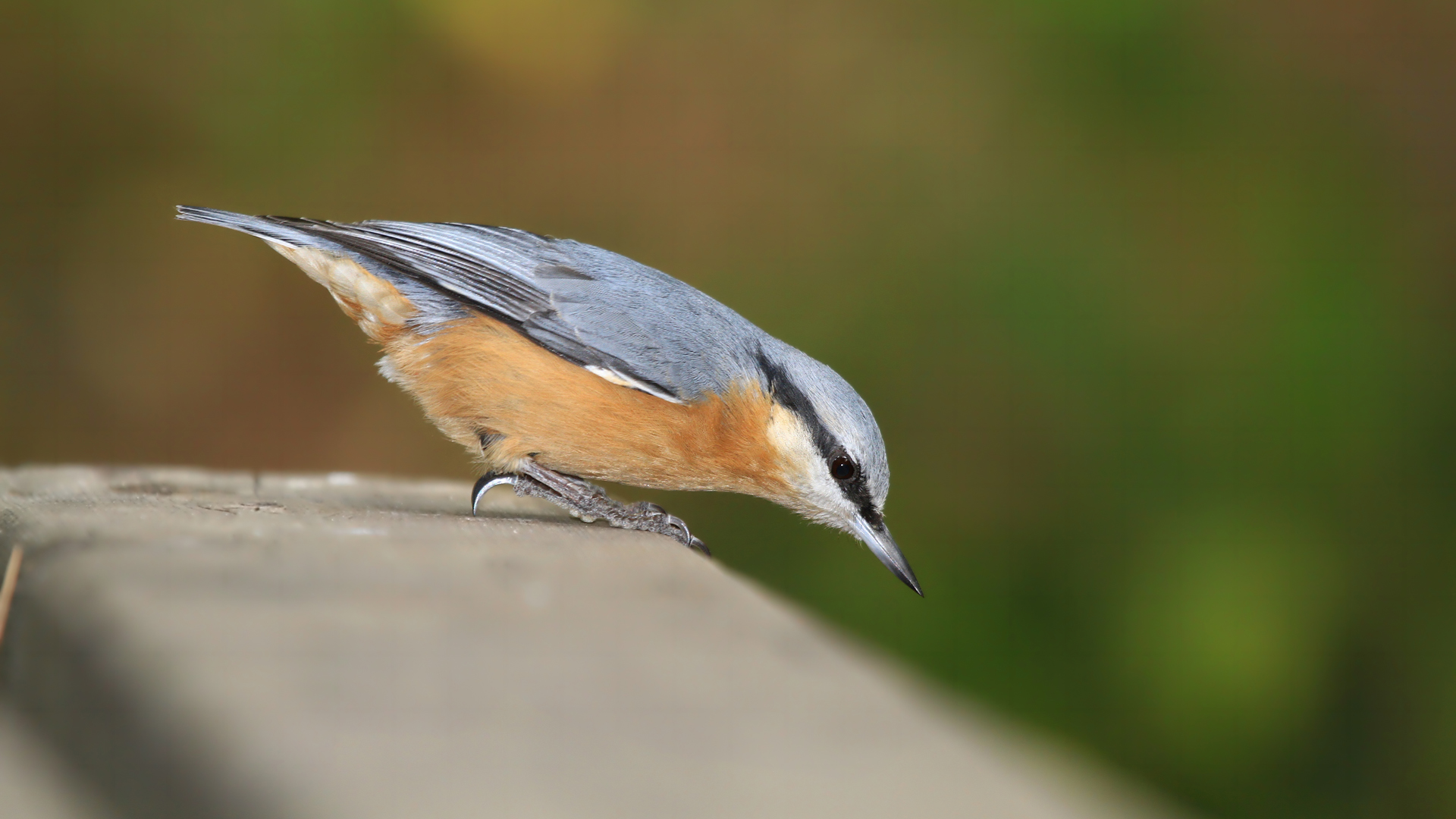 Sıvacı » Eurasian Nuthatch » Sitta europaea
