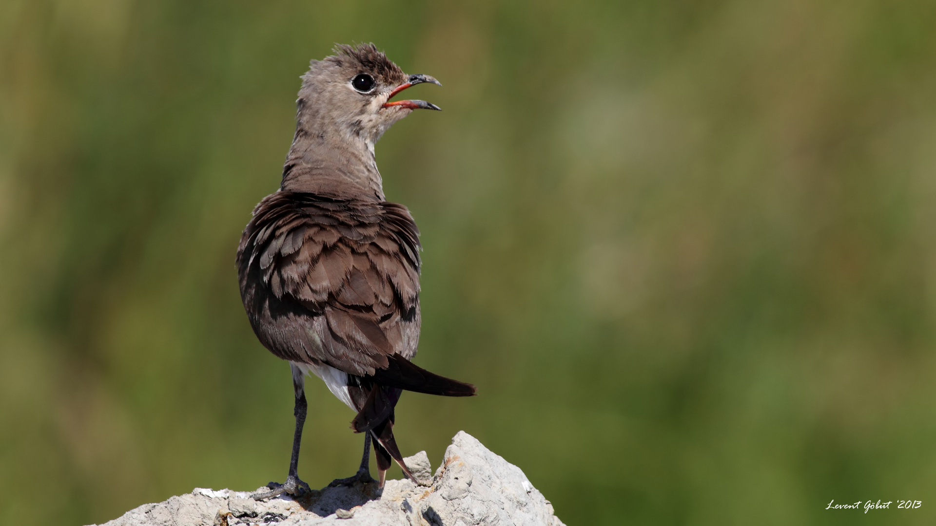 Bataklıkkırlangıcı » Collared Pratincole » Glareola pratincola