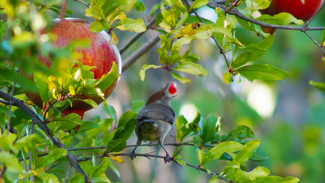 Karabaşlı ötleğen