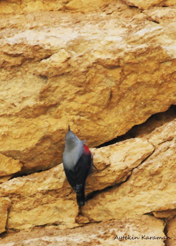 Duvar tırmaşıkkuşu