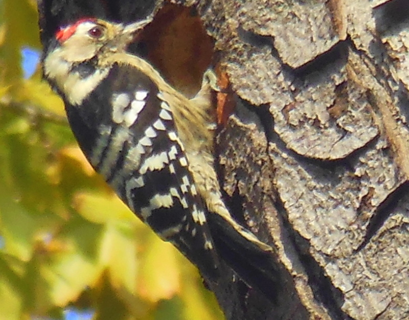 Küçük ağaçkakan