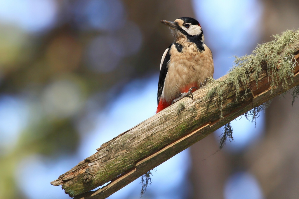Orman alaca ağaçkakanı