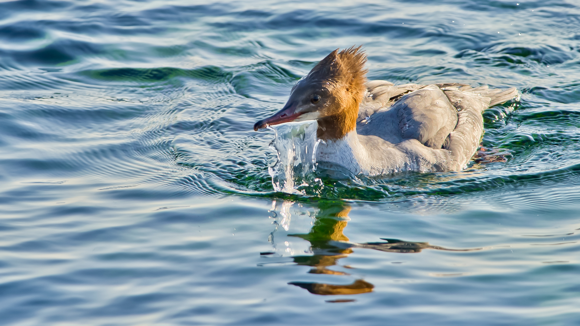 Büyük tarakdiş » Common Merganser » Mergus merganser