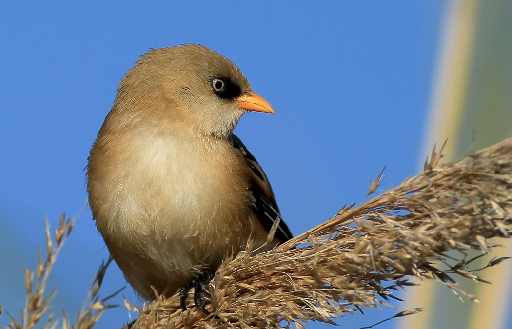 Bıyıklı baştankara