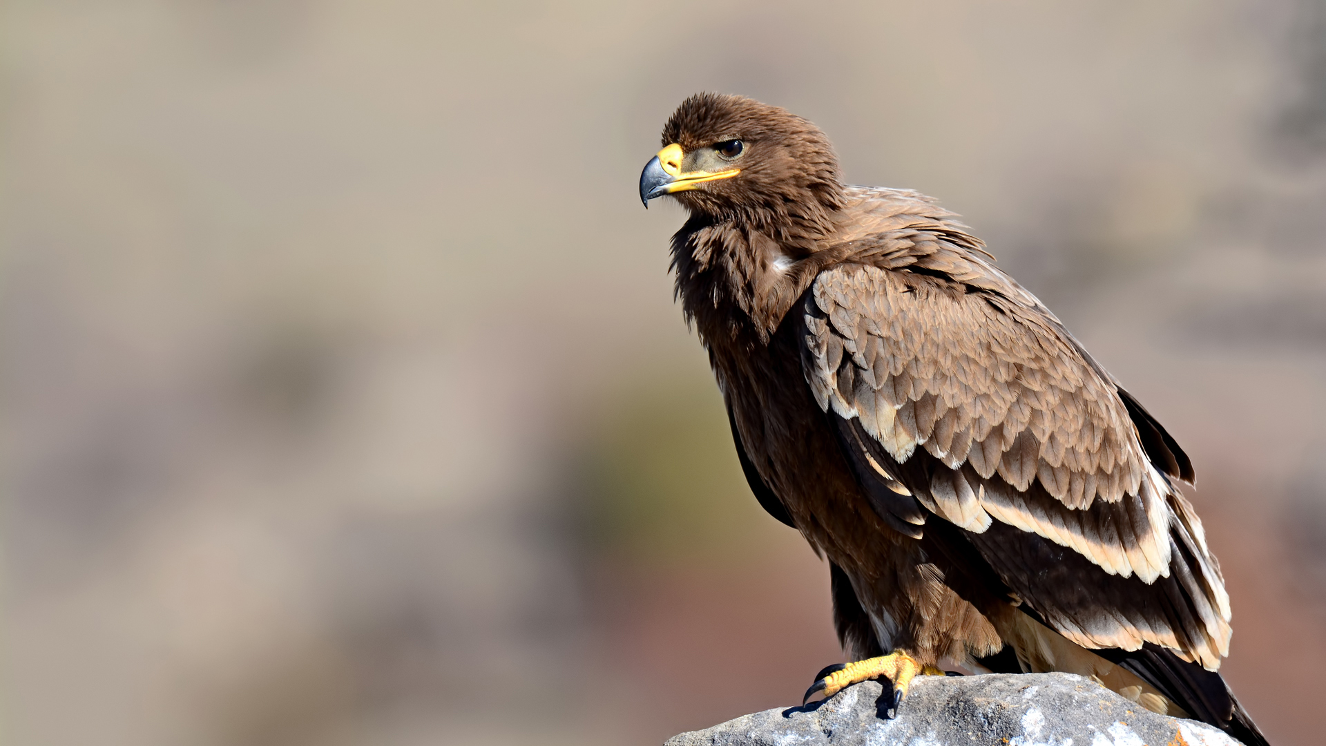 Bozkır kartalı » Steppe Eagle » Aquila nipalensis