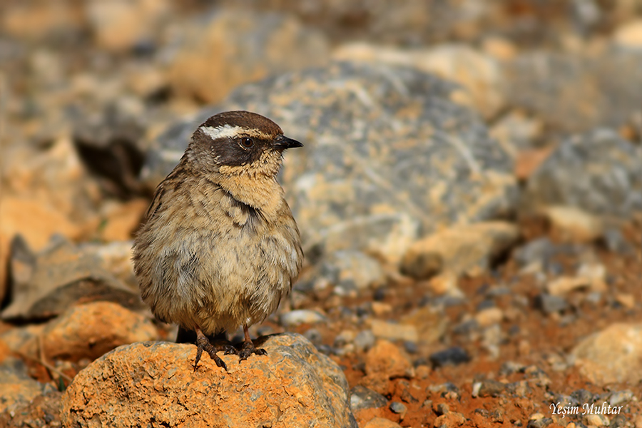 Sürmeli dağbülbülü