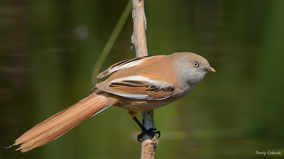 Bıyıklı baştankara