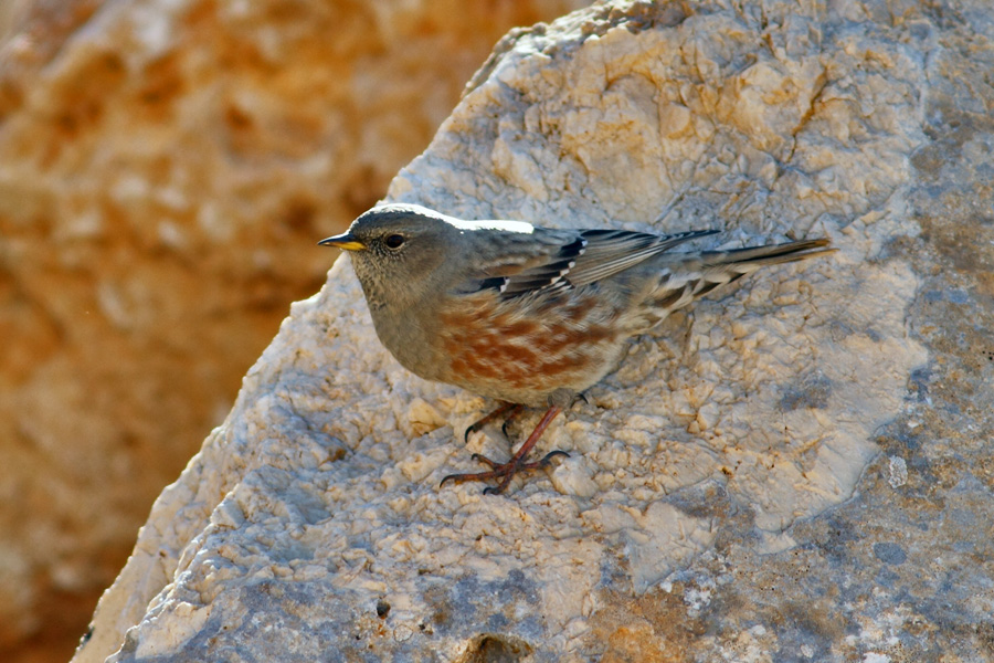 Büyük dağbülbülü
