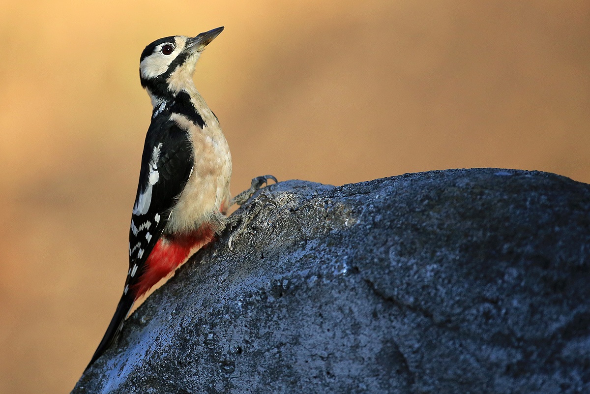 Orman alaca ağaçkakanı