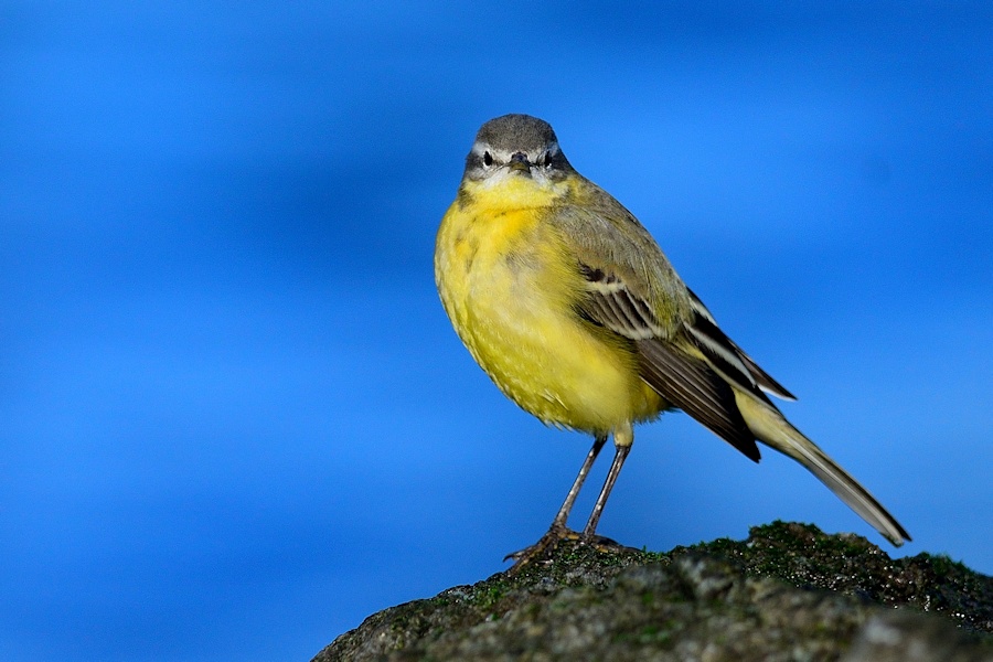 Sarı kuyruksallayan