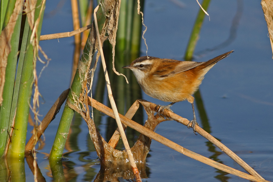 Bıyıklı kamışçın