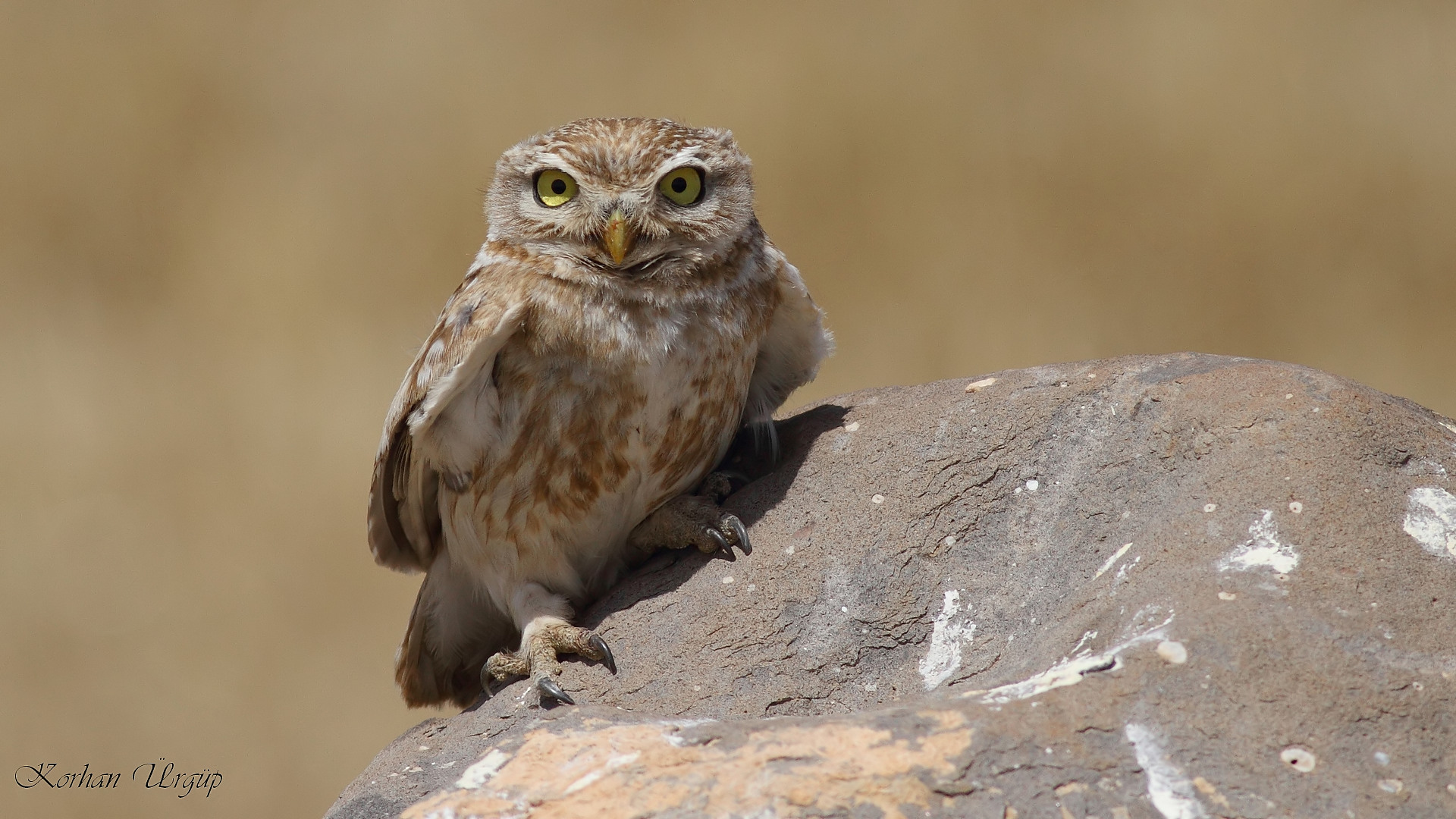 Kukumav » Little Owl » Athene noctua
