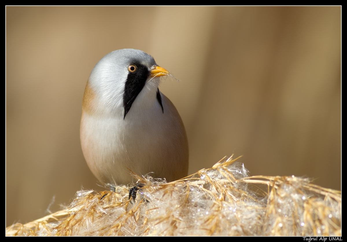 Bıyıklı baştankara