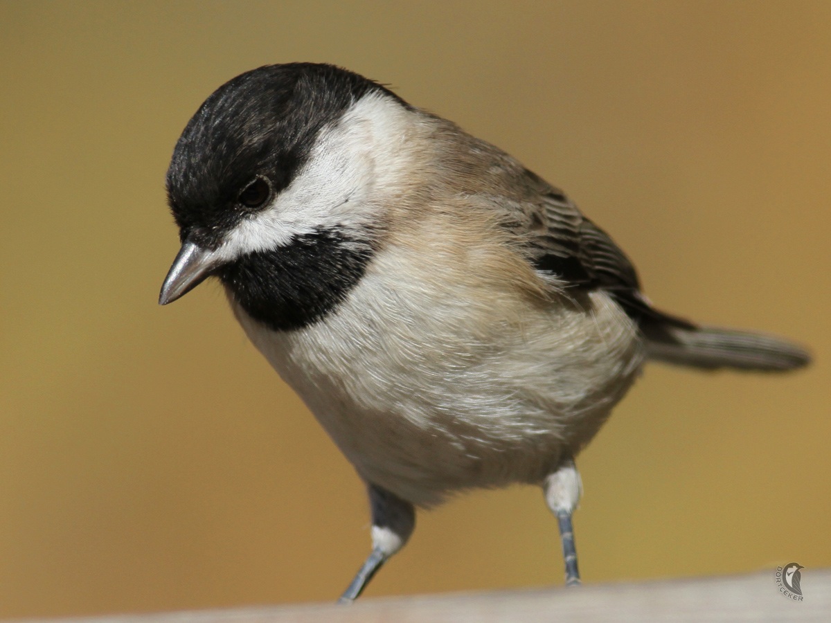 Akyanaklı baştankara