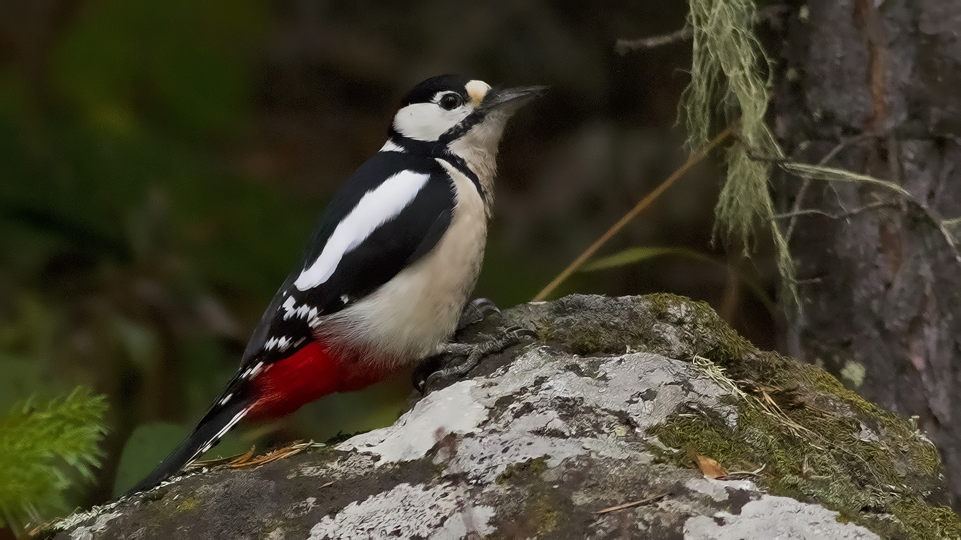 Orman alaca ağaçkakanı