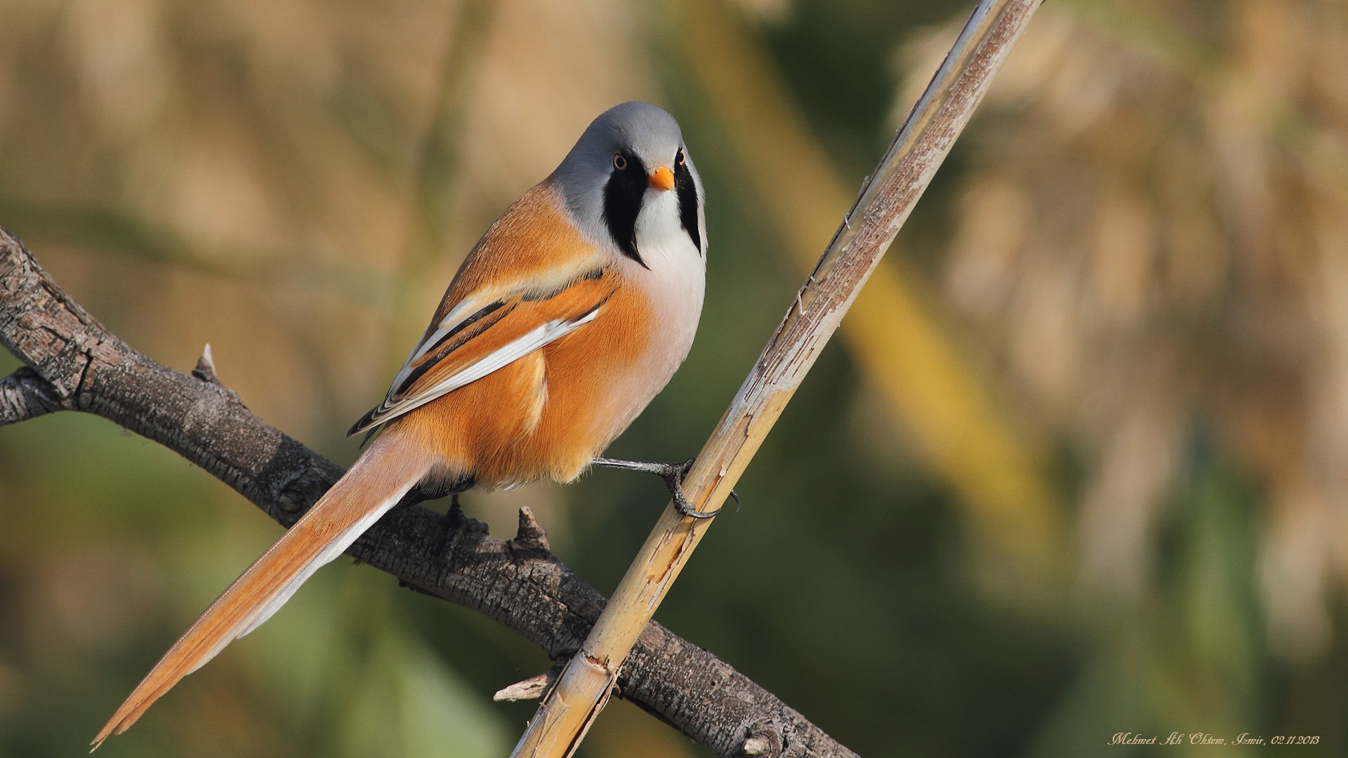Bıyıklı baştankara