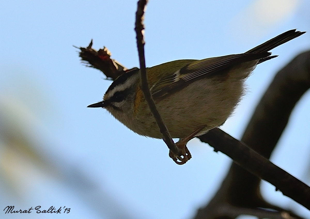 Sürmeli çalıkuşu