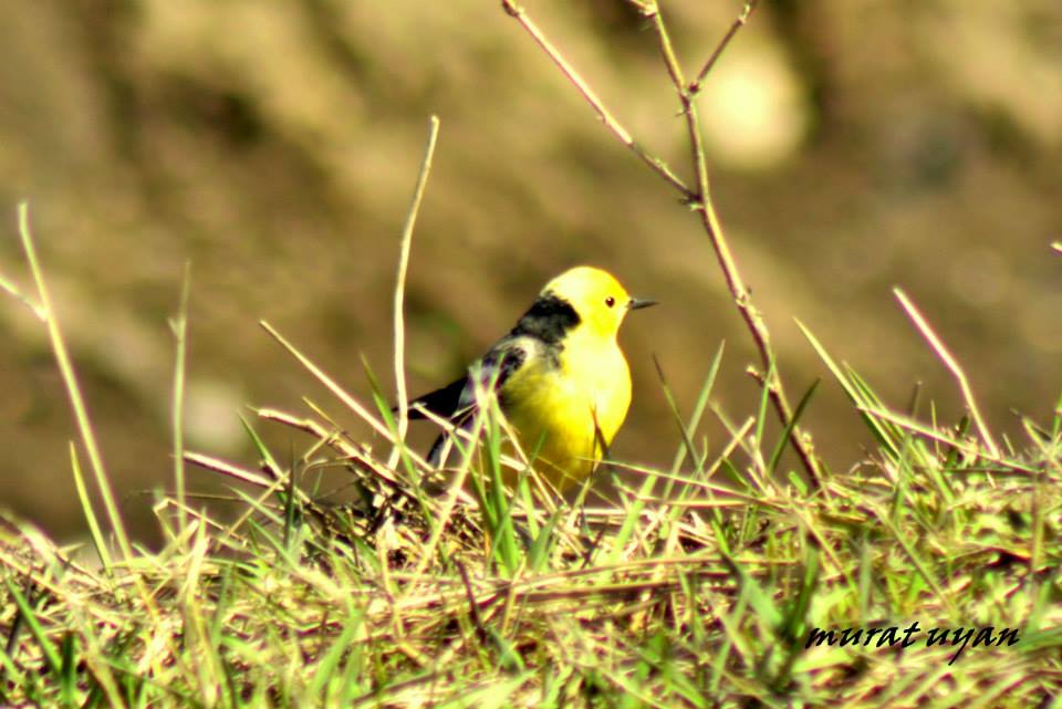 Sarıbaşlı kuyruksallayan