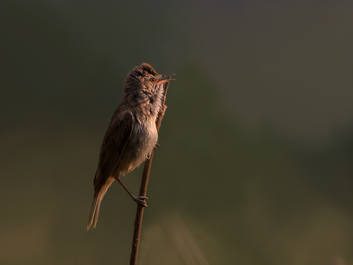 Büyük kamışçın