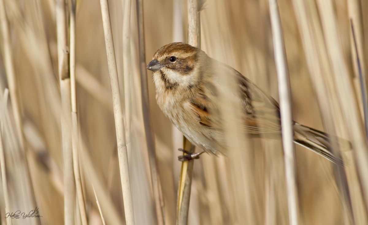 Bataklık Kirazkuşu