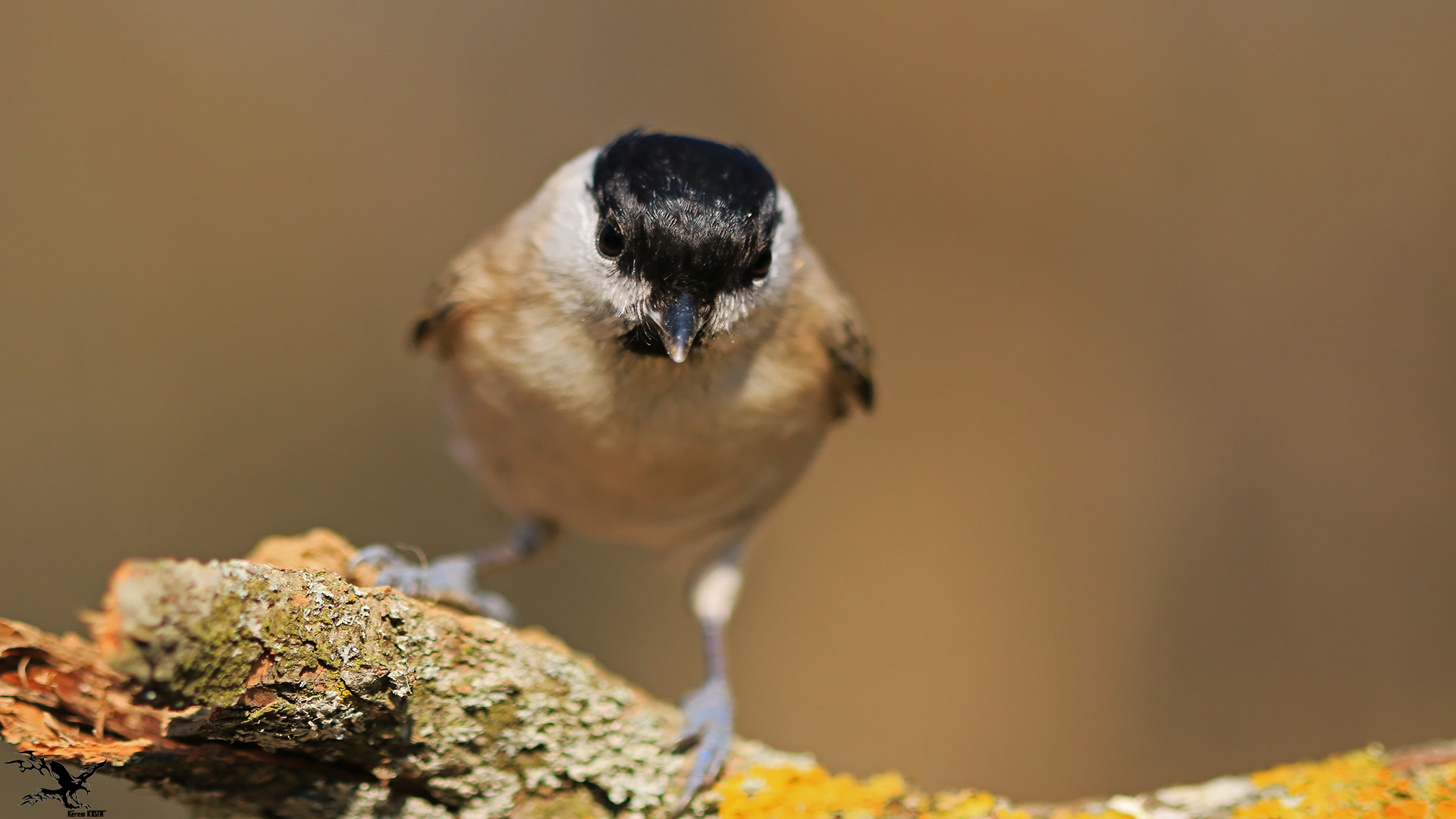 Kayın baştankarası