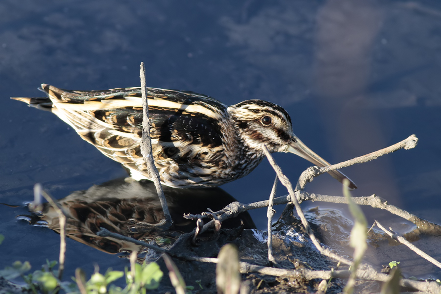 Küçük suçulluğu