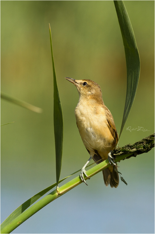 Büyük kamışçın