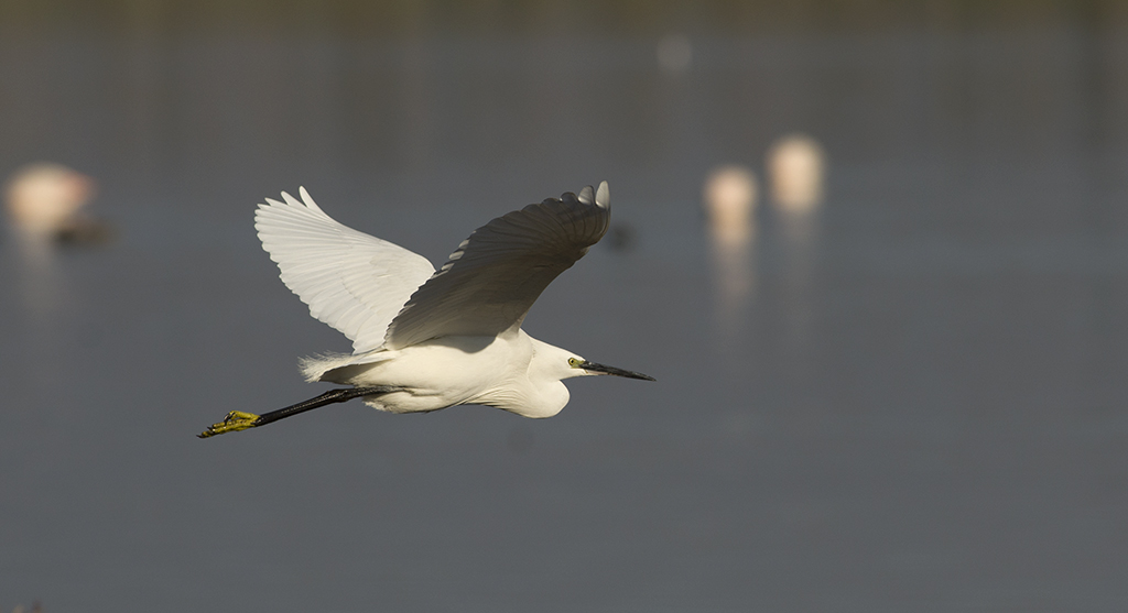 Küçük ak balıkçıl