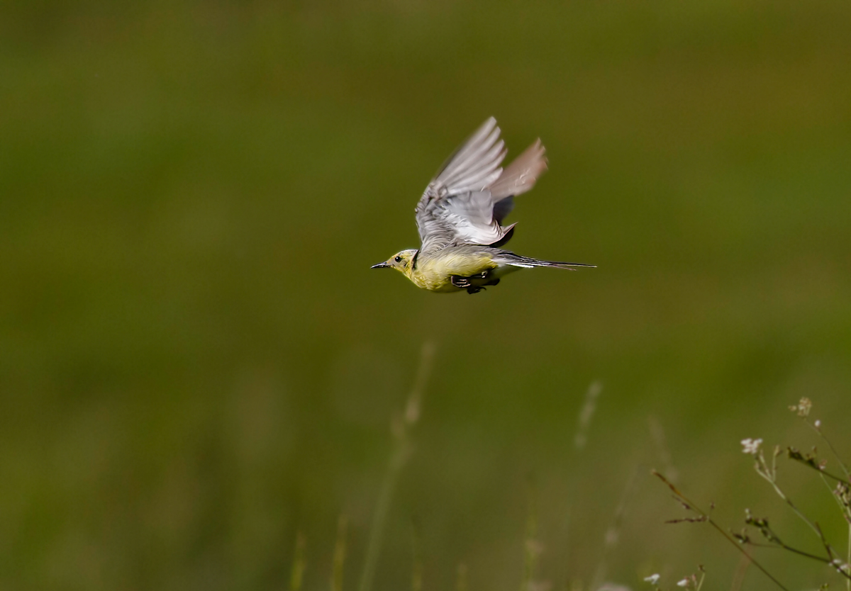 Sarıbaşlı kuyruksallayan