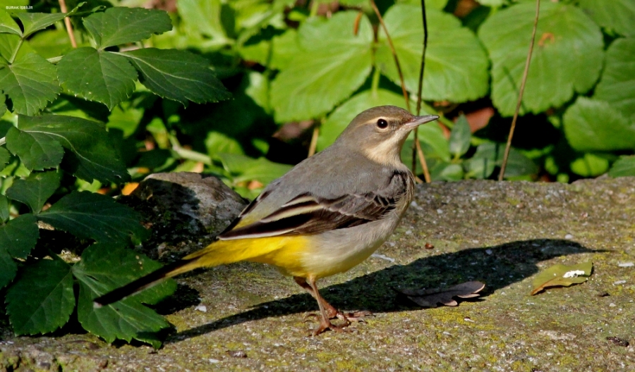Dağ kuyruksallayanı