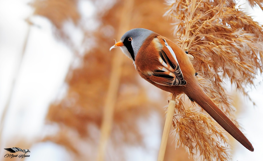 Bıyıklı baştankara